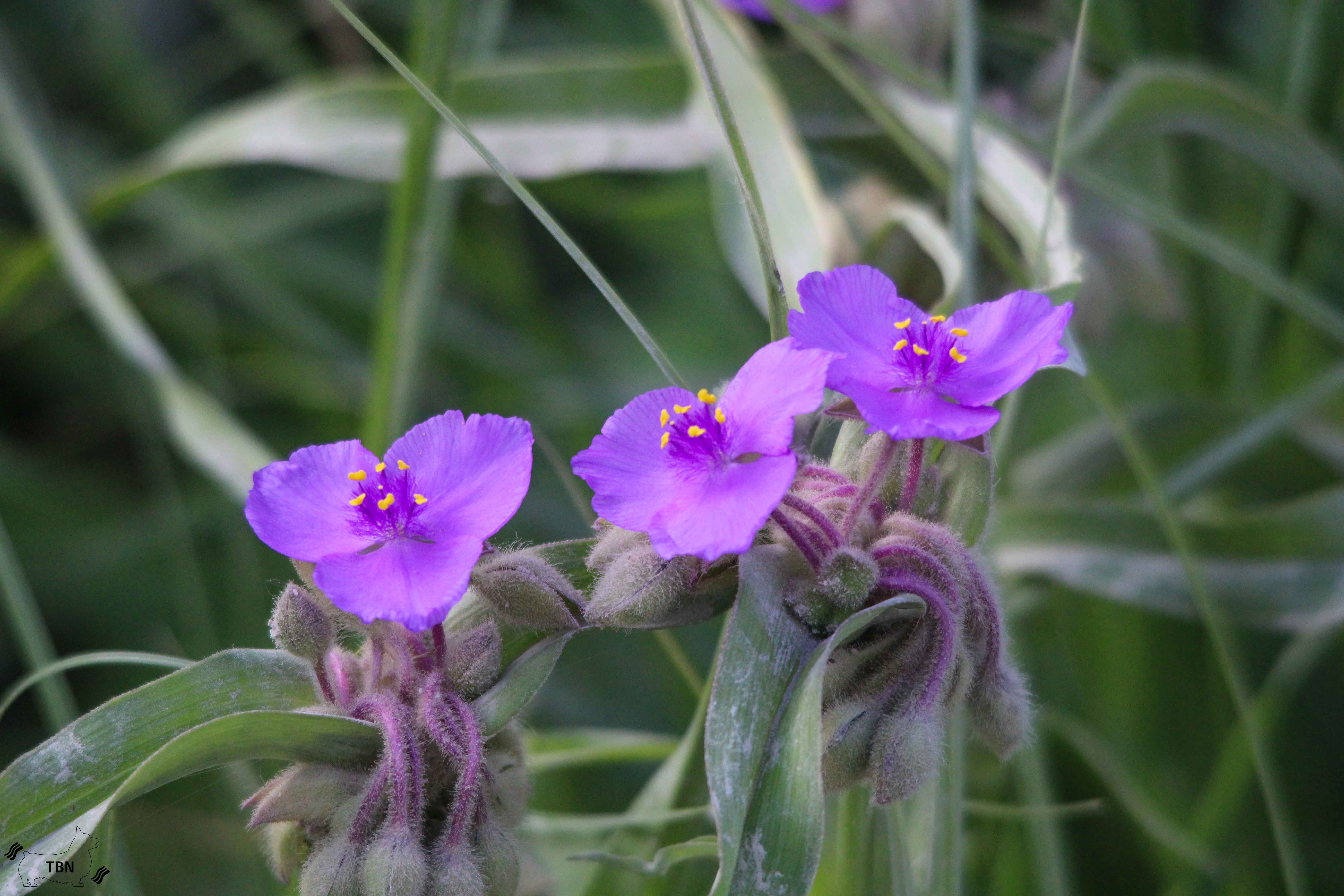 Giant Spiderwort